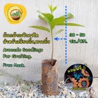 ต้นกล้าอะโวคาโด (เมล็ดเพาะ)ขนาด(Size) 30-50 ซม./Cm. Avocado Seedlings.