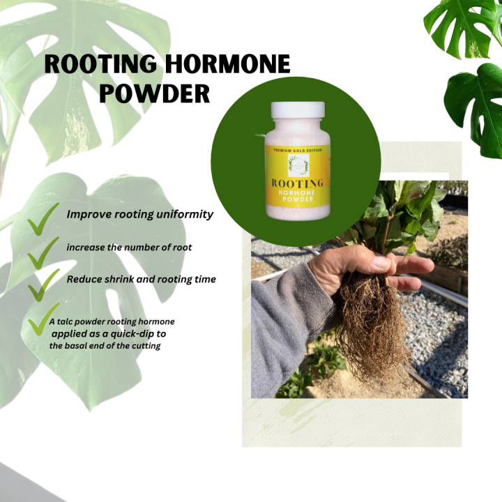 ROOTING POWDER FOR FAST GROWTH ROOTING OF THE PLANTS Lazada PH