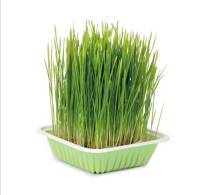 Mr.Hay Wheatgrass Planting Pack ชุดปลูกข้าวสาลี สำหรับกระต่าย ชินชิล่า แกสบี้ สุนัข แมว