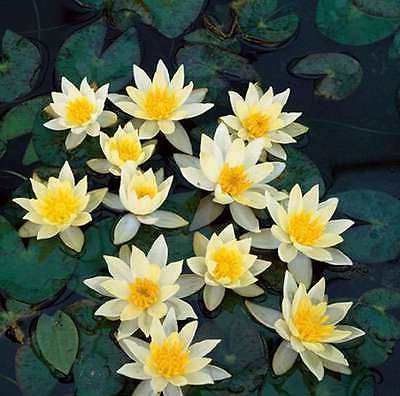 100 เมล็ด เมล็ดบัว สีเหลือง นำเข้า บัวนอก สายพันธุ์ของแท้ 100% เมล็ดบัว ดอกบัว ปลูกบัว เม็ดบัว ปลูกในโหลแก้วได้ อัตรางอก 85-90%Lotus Waterlily Nymphaea Seed