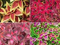 50 เมล็ด เมล็ดพันธุ์ ฤาษีผสม Coleus Seed อัตราการงอก 80-90% มีคู่มือปลูก