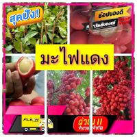 [ สินค้าเกรดพรีเมี่ยม คุณภาพดี ] มะไฟแดง หรือ มะไฟกา สูง 50-60 ซม. [ New Special Price!! ]