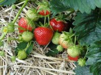 เมล็ดพันธุ์ Strawberry สายพันธุ์ Ogallala 50 เมล็ด เมล็ดพันธุ์นำเข้าจาก ยุโรป