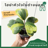 โฮย่าหัวใจ หัวใจทศกันต์ ใบด่างนอก ขนาด 4-6 ใบ มาในกระถางพร้อมลวดแขวน hoya kerii