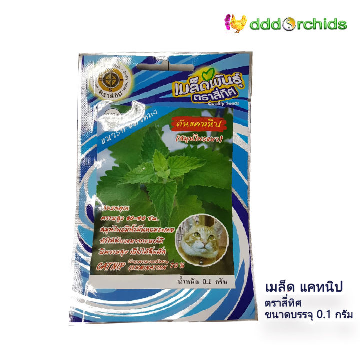 เมล็ดต้นแคทนิป-สมุนไพรแมว-catnip-seeds-1-ซอง-ร้าน-dddorchids