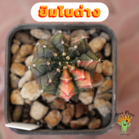 Beepees028 ยิมโนด่าง ไม้เมล็ด Gymnocalycium แคคตัส กระบองเพชร cactus&amp;succulent