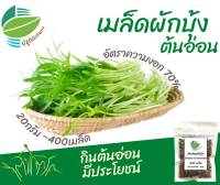 เมล็ด ต้นอ่อนผักบุ้ง จำนวน 400 เมล็ด ไมโครกรีน Microgreen ต้นอ่อน ผักบุ้ง