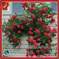 50 เมล็ด กุหลาบเลื้อยสีแดง Red Climbing rose กุหลาบ กุหลาบเลื้อย เมล็ดกุหลาบ เมล็ดกุหลาบเลื้อย กุหลาบเลื้อยแดง