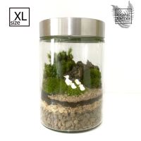 ชุดจัดสวนขวดโหลแก้ว terrarium DIY พรีเมี่ยม ขนาด Size XL โหลกลม