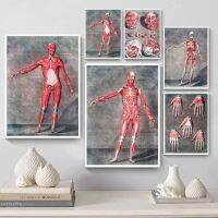 Vintage Morbid Anatomy Chart Human Body Medical โปสเตอร์ภาพวาดผ้าใบงานศิลปะวิทยาศาสตร์ชีววิทยาการศึกษาพิมพ์สำหรับตกแต่งบ้าน