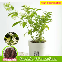 ปลูกง่าย 500เมล็ด/ซอง Pure White Cordate Telosma Seeds for Sale Beautiful Bonsai Flower Seeds for Planting Ornamental Plants เมล็ดดอกไม้ เมล็ดบอนสี ต้นไม้มงคลสวยๆ ต้นไม้ฟอกอากาศ กุหลาบหิน บอนสี ไม้ประดับมงคล บอนสีหายาก ของแต่งบ้าน บอนสี หัวบอนสี