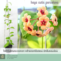 Hoya cutis porcelana โฮย่าดอกน่ารัก ต้นไม้แขวนประดับ ส่งต้นติดดอก ออกดอกเก่ง