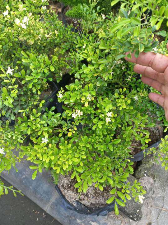 DWARF JASMINE ASIATIC JASMINE LIVE PLANT OUTDOOR PLANT LIVE PLANT LIVE