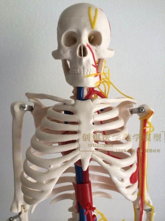 human-body-skeleton-model-85-cm-skeleton-skeleton-skeleton-model-with-neurovascular-muscle-shaded