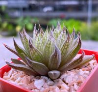 Haworthia tarkasian.  A036