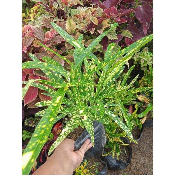 Crotons Live plants for sale Lazada PH