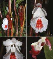 ว่านเพชรกลับ Boesenbergia thorelii 5 หัวสด/ออเดอร์