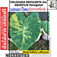 (ตัดสดไม่ตัดใบ) บอนนาไทย ทองสนิม COLOCASIA ESCULENTA Var.AQUATILIS Variegated  บอนนาไทยด่าง บอนนาด่าง