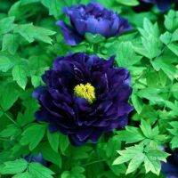 20 เมล็ด เมล็ดโบตั๋น ดอกโบตั๋น ดอกพีโอนี (Peony) สีฟ้า Blue Peony ดอกไม้นี้​เป็นสัญลักษณ์ของความมั่งคั่งร่ำรวย ความซื่อสัตย์ อัตรางอก 70-80%