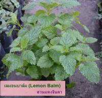 เลมอนบาล์ม (lemon balm) กลิ่นหอมตะไคร้ผสมมะนาว ทำชา หรือ ลิปลาปมได้ ต้นกล้าราก ต้นแข็งแรงพร้อมปลูก สูง 20 -30 เซน