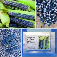 เมล็ดพันธุ์ ข้าวโพดบลูโฮปิ Blue Hopi Corn Seed 20 เมล็ด คุณภาพดี ราคาถูก ของแท้