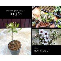 มานูก้า manuka / tea tree ? บอนไซจิ๋ว ปลูกในดินอาคาดามะ กระถาง 2”