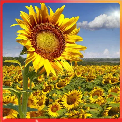 50 Seeds (buy 2 get 1 free) Sunflower Big Smile Dwarf Flower for Sale Easy  To Planting In Local | Lazada PH