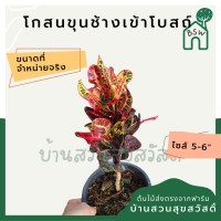 โกสนขุนช้างเข้าโบสถ์ กระถาง 5-6 นิ้ว ต้นโกสน เป็นไม้แดด ไม้ด่างสวย ใบสีสันสดใส