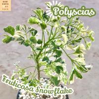 [เล็บครุฑ ด่าง] Polyscias Fruticosa Snowflake ไม้ใบ ไม้สวย ไม้ฟอก ไม้ฟอกอากาศ ไม้ประดับ ไม้หายาก ไม้ดอก ไม้ด่าง