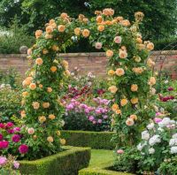 30 เมล็ด เมล็ดพันธุ์ กุหลาบ สายพันธุ์ อังกฤษ เลื้อย สีเหลือง ดอกใหญ่ Climbing Rose Seed นำเข้าจากต่างประเทศ มีคู่มือการปลูก