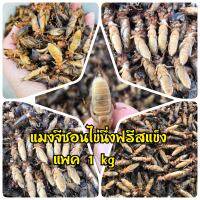 (พร้อมส่ง) แมงกระซอน แมงจีซอนไข่ นึ่งฟรีสแข็ง (1 kg. ยังไม่ทอด) แมลงทอด แมลงทอดสมุนไพร สด ใหม่ สะอาด อาหารสำเร็จรูป แมลงแช่แข็ง