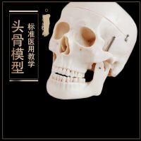 Skull model skull skull model human body skeleton spine model medical art with the art