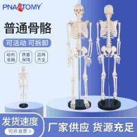 PNT - 0106 85 cm body skeleton skeleton model show bonesetting gym yoga teaching sketch