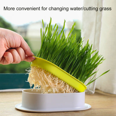 Pet Cat Sprout Dish Growing Pot Hydroponic Plant Cat Grass Germination Digestion Starter Dish Greenhouse Grow Box