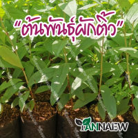 ต้นผักติ้ว พื้นบ้าน (ซื้อ 3 แถม 1) (ส่งใหม่ฟรี หากเสียหาย)