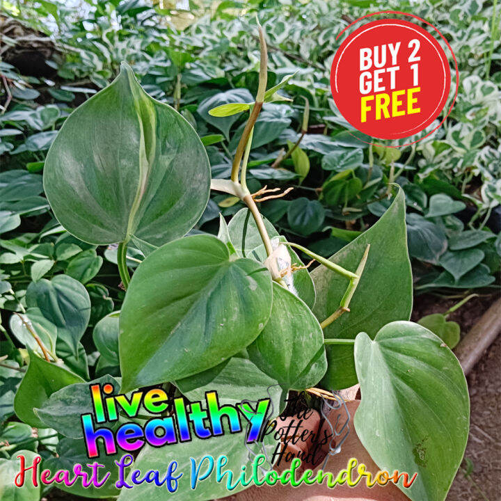 Philodendron Brazil Trailing Plant Lazada PH