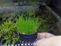 Hairgrass  (Eleocharis acicularis)​หญ้าเส้นผมต้นไม้น้ำ พร้อมปลูก