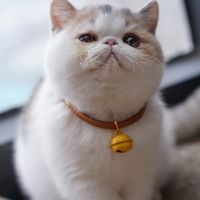 #139 ลูกกระพรวนใส่คอน้องแมว Cat collar bell กระพรวนแมว 1 ชิ้น ไม่มีสายปลอกคอ *ส่งแบบสุ่มสี* (พร้อมส่ง)