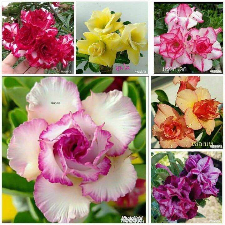 12-เมล็ด-เมล็ดพันธุ์-ชวนชม-สายพันธุ์ฮอลแลนด์-คละสี-adenium-seeds-กุหลาบทะเลทราย-desert-rose-ราชินีบอนไซ-อัตรางอก-80-90-มีคู่มือปลูก