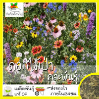 เมล็ดพันธุ์ ดอกไม้ป่า คละพันธ์ุ 300 เมล็ด Mixed Wildflower  เมล็ดพันธุ์แท้ นำเข้าจากต่างประเทศ ปลูกผักสวนครัว ถูกดี