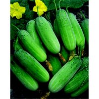 เมล็ดพันธุ์ แตงกวา Cucumber ชอบแดดจัด 30-40 วันเก็บเกี่ยว เมล็ดผัก เมล็ดผักสวนครัว เมล็ดพันธุ์