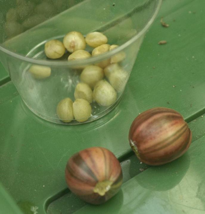 10-เมล็ดพันธุ์-เมล็ด-คลิเวีย-คลีเวีย-ว่านสิบแสน-คลิเวียด่าง-lily-clivia-seeds-อัตราการงอกสูง-70-80