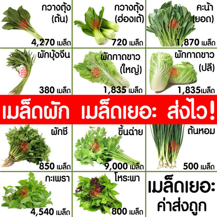 ค่าส่งถูก-รวมผัก-เมล็ดผัก-เมล็ดพันธุ์-ผักสวนครัว-ผักพื้นบ้าน-กะเพรา-ผักชี-ขึ้นฉ่าย-คะน้า-ต้นหอม-ผักกาด-พริกขี้หนู-พริกหนุ่ม-กวางตุ้ง