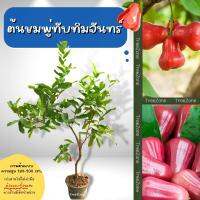 ต้นชมพู่ทับทิมจันทร์ สูง100-200cm. (เกรดพรีเมียม รับประกันพันธุ์แท้100%)มีรสชาติที่หวาน กรอบ เนื้อแน่น สีแดงเข้ม ผลโต