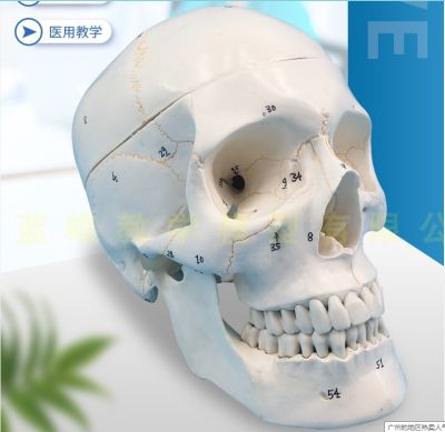 Classical head model three parts with digital identified skull bone model medical skull skull model