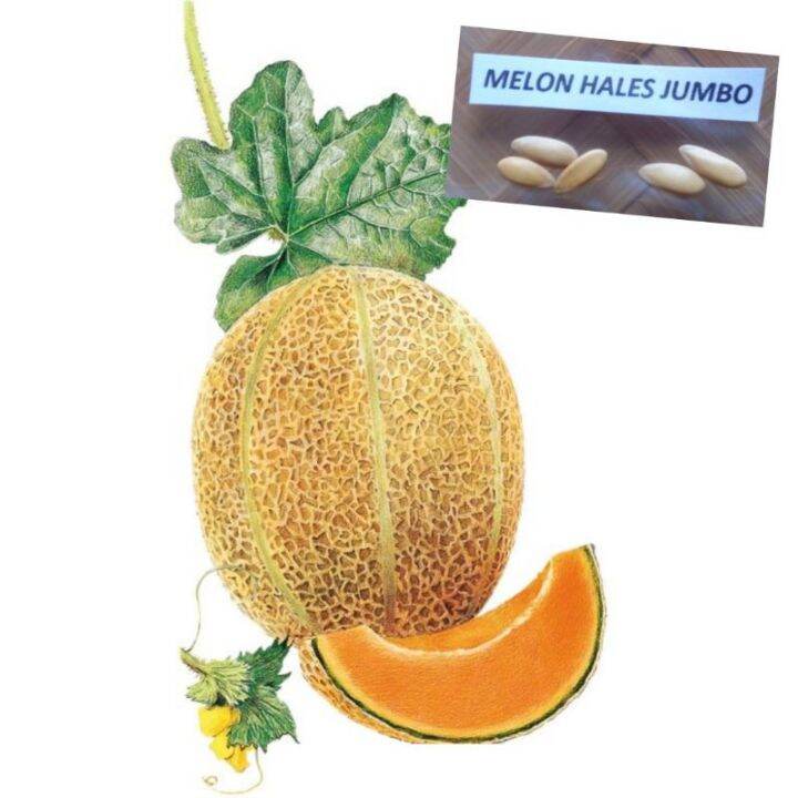 linbei/ Melon Hales Best Jumbo (5Pcs/Pack) Lazada PH