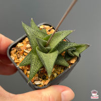 ฮาโวเทีย ม้าตาข่าย Haworthia Venosa ssp. Tessellata ไม้อวบน้ำ กุหลาบหิน cactus&amp;succulentหลากหลายสายพันธุ์