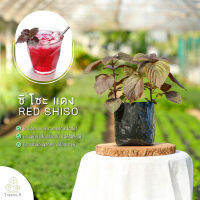 Treeno.9 T453 ซิ โซะ แดง หรือ ใบโอบะ (ใบงาเกาหลี) (Red Shiso) ส่งแบบ ถุงดำ 6 นิ้ว / สูง 15-30 cm. / สมุนไพรฝรั่ง กลิ่นหอม ประโยชน์ดีต่อสุขภาพ (Herb)