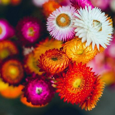 100 เมล็ดพันธุ์ เมล็ด ดอกกระดาษ ดอกบานไม่รู้โรยฝรั่ง Helichrysum STRAW FLOWER SWISS GIANT Seeds อัตราการงอก 80-85%