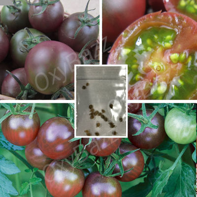 เมล็ดพันธุ์มะเขือเทศเชอรี่ม่วง 20เมล็ด มะเขือเทศเชอรี่สีม่วง [10แถม1] Cherry Tomato